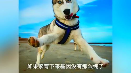 策雄宠物克隆:现状与潜在挑战-第1张图片-彩蝶百科 策雄宠物克隆:现状与潜在挑战-第1张图片-彩蝶百科