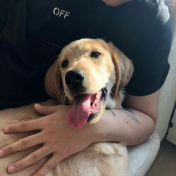 宠物店买的狗有狂犬病吗-第1张图片-彩蝶百科 宠物店买的狗有狂犬病吗-第1张图片-彩蝶百科