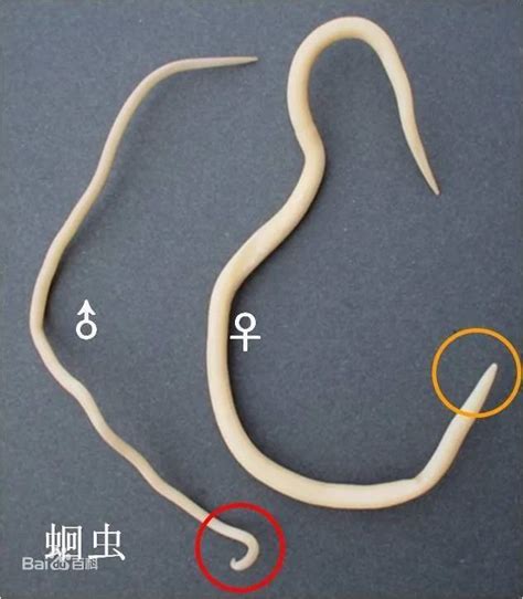 宠物可能携带的虫-第1张图片-彩蝶百科