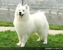 宠物意味着什么-第1张图片-彩蝶百科
