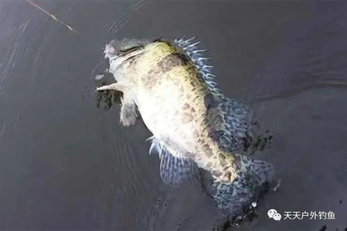 莒县鳜鱼垂钓指南-第1张图片-彩蝶百科