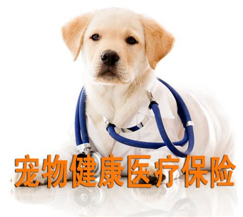 开宠物保险公司怎么样-第1张图片-彩蝶百科