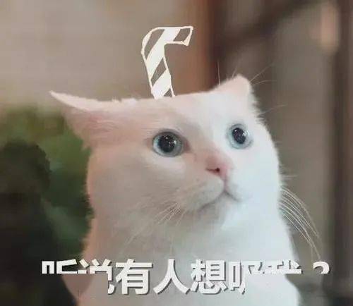 养宠物猫的利润-第1张图片-彩蝶百科