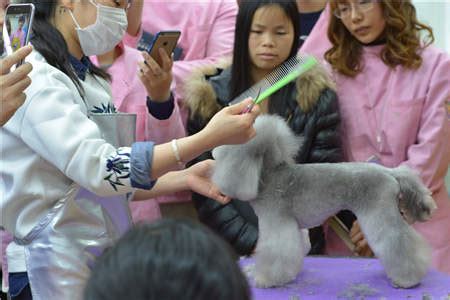 傲雄宠物美容培训学校-第1张图片-彩蝶百科