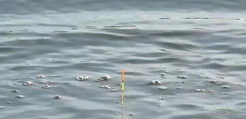 钓鱼时浮漂慢慢下降是什么情况-第1张图片-彩蝶百科 钓鱼时浮漂慢慢下降是什么情况-第1张图片-彩蝶百科