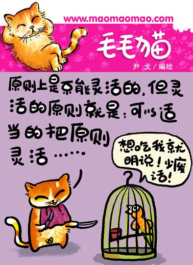 喵言猫语宠物：与你的猫咪沟通的秘诀-第1张图片-彩蝶百科