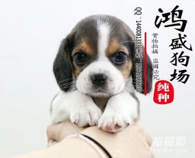 涵江卖狗市场哪有-第1张图片-彩蝶百科