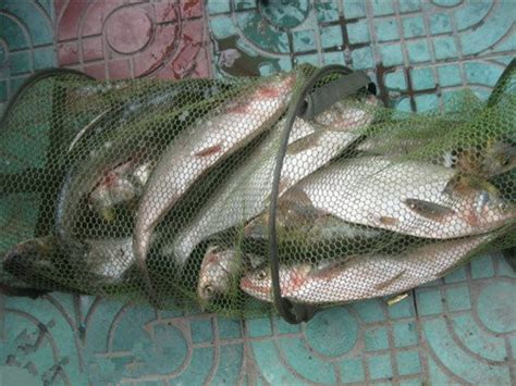 附近哪里可以钓鲢鳙-第1张图片-彩蝶百科