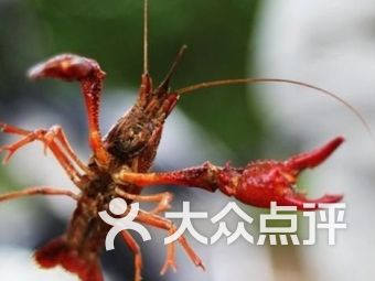 杭州小龙虾垂钓基地-第1张图片-彩蝶百科
