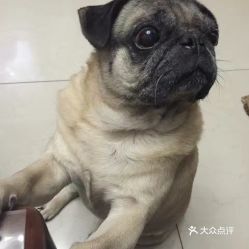 宠物医院去耳螨价格-第1张图片-彩蝶百科