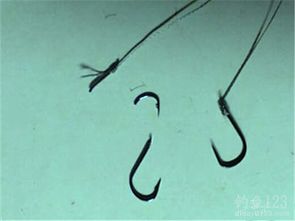欧鲤钓之实战篇-第1张图片-彩蝶百科