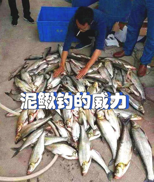 泥鳅垂钓违法行为处罚相关规定-第1张图片-彩蝶百科 泥鳅垂钓违法行为处罚相关规定-第1张图片-彩蝶百科