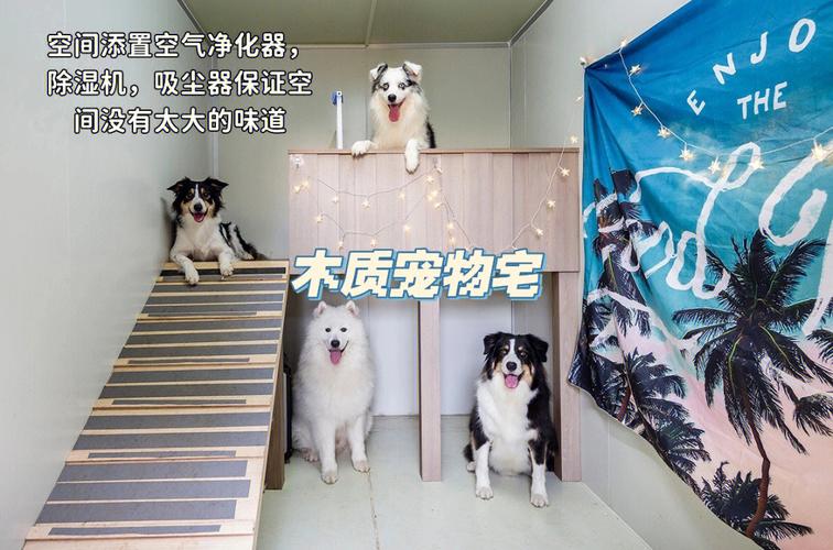 空间宠物游戏-第1张图片-彩蝶百科