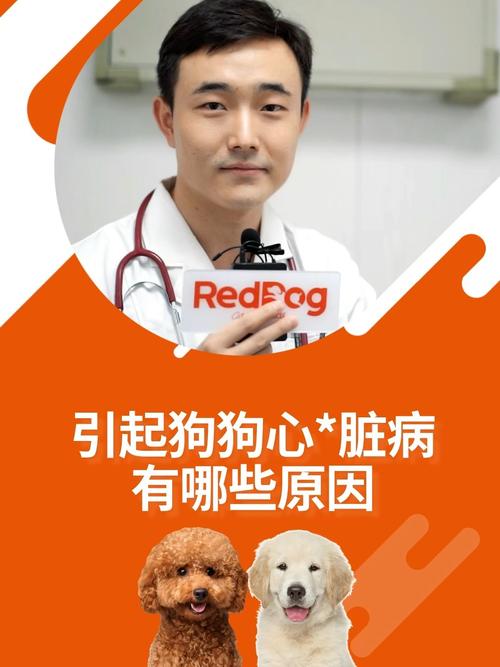 北京宠物心脏病医院排名-第1张图片-彩蝶百科