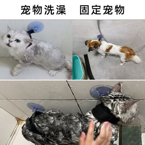 宠物免洗怎么用-第1张图片-彩蝶百科