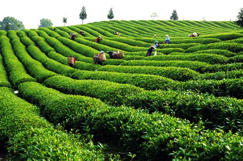 茶山的美景-第1张图片-彩蝶百科 茶山的美景-第1张图片-彩蝶百科