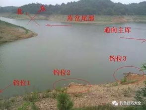 打窝与钓点位置示意图-第1张图片-彩蝶百科