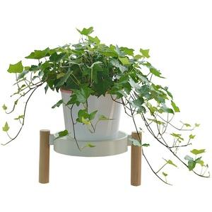 什么绿植在客厅比较好养活一点-第1张图片-彩蝶百科