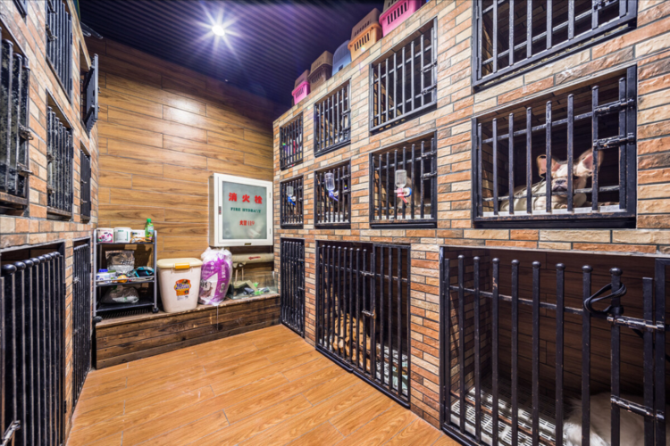 宠物寄养宠物店多少钱一天-第1张图片-彩蝶百科
