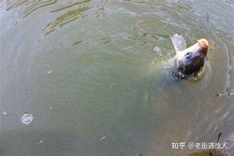 野钓草鱼视频高清-第1张图片-彩蝶百科 野钓草鱼视频高清-第1张图片-彩蝶百科