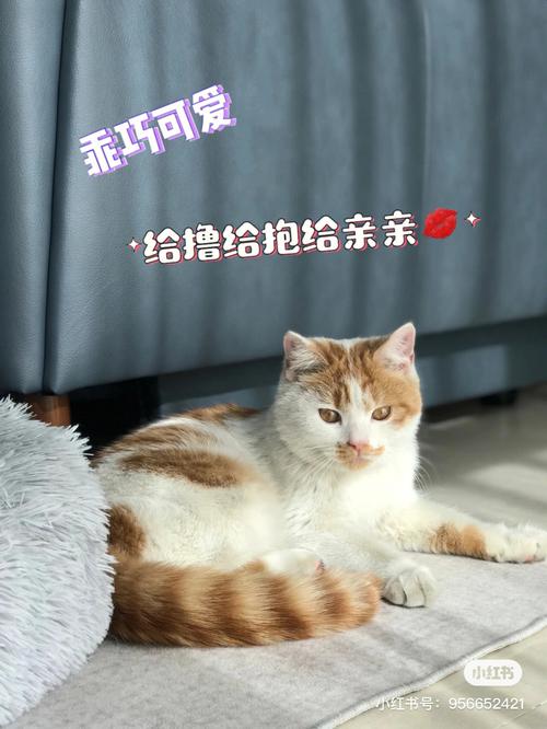 无锡宠物领养中心地址-第1张图片-彩蝶百科