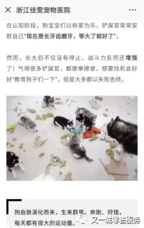 宠物店案例-第1张图片-彩蝶百科