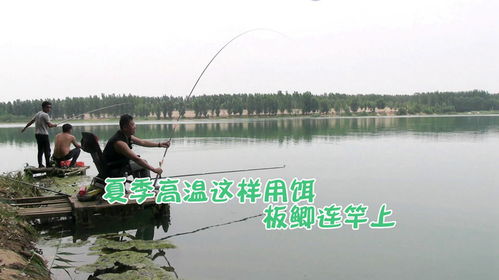 合肥南淝河野钓-第1张图片-彩蝶百科 合肥南淝河野钓-第1张图片-彩蝶百科