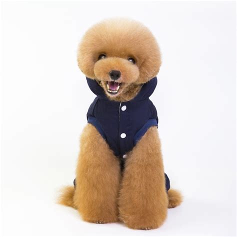 1.为什么选择Radica宠物衣服？-第1张图片-彩蝶百科