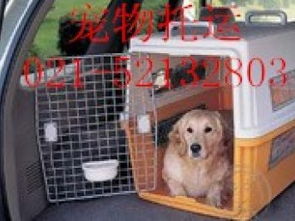宿迁托运狗狗的快递公司-第1张图片-彩蝶百科