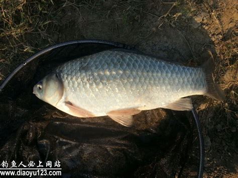 中国钓鱼特级垂钓大师-第1张图片-彩蝶百科