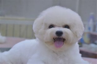 素描比熊犬-第1张图片-彩蝶百科