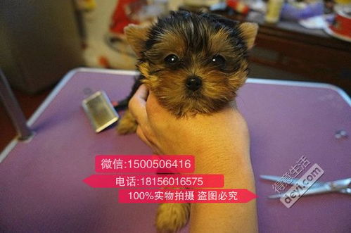 买一只宠物狗多少钱-第1张图片-彩蝶百科 买一只宠物狗多少钱-第1张图片-彩蝶百科