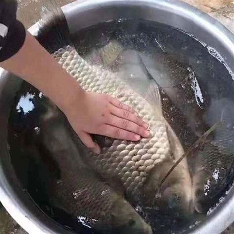 用什么方法才能让垂钓鱼不咬钩-第1张图片-彩蝶百科