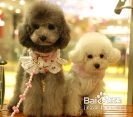 广州宠物美容用品货源-第1张图片-彩蝶百科 广州宠物美容用品货源-第1张图片-彩蝶百科