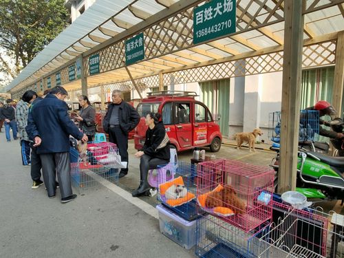 探索东莞宠物市场-第1张图片-彩蝶百科 探索东莞宠物市场-第1张图片-彩蝶百科