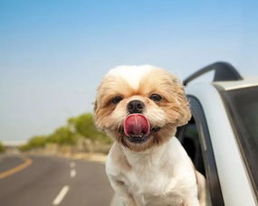 1.ChoosePet-FriendlyAccommodations-第1张图片-彩蝶百科 1.ChoosePet-FriendlyAccommodations-第1张图片-彩蝶百科