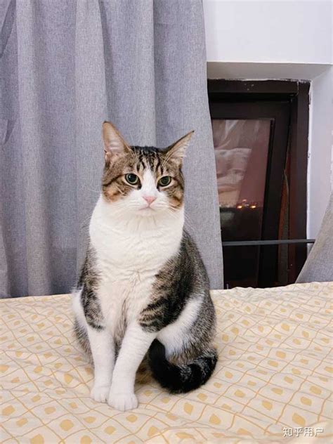 宠物猫养大了送人:考虑事项和建议-第1张图片-彩蝶百科 宠物猫养大了送人:考虑事项和建议-第1张图片-彩蝶百科