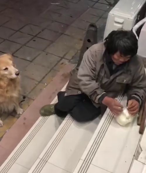 救助流浪猫狗的志愿者怎么报名-第1张图片-彩蝶百科