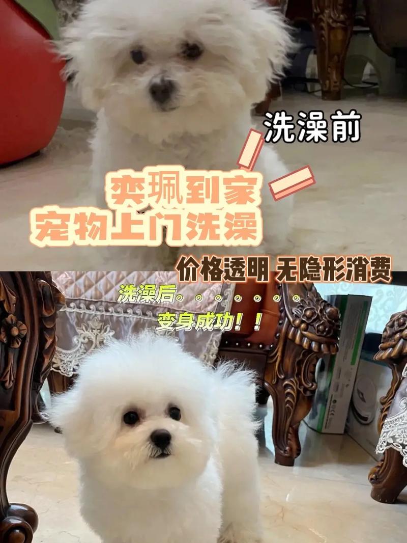 增香液能给宠物洗澡吗?-第1张图片-彩蝶百科 增香液能给宠物洗澡吗?-第1张图片-彩蝶百科