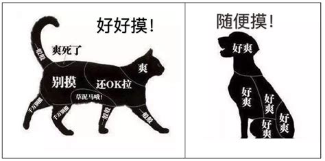古代养宠物的人雅称-第1张图片-彩蝶百科