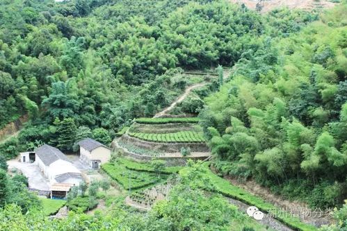 饶平海山浮任族谱-第1张图片-彩蝶百科