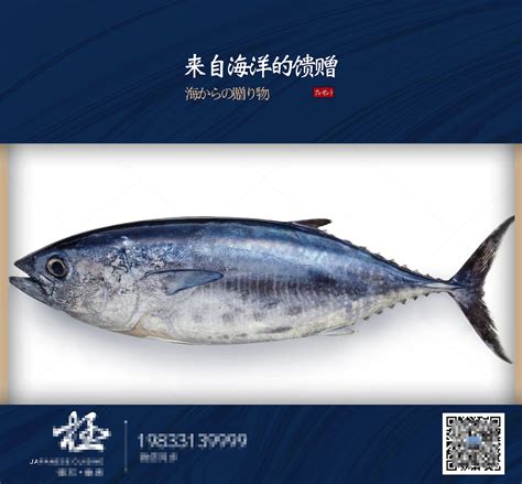 钓巨型蓝鳍金枪鱼的视频-第1张图片-彩蝶百科