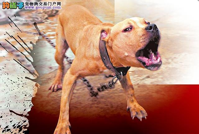 比特犬咬宠物狗不松口视频-第1张图片-彩蝶百科