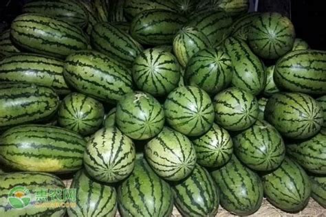 有名的西瓜品种-第1张图片-彩蝶百科