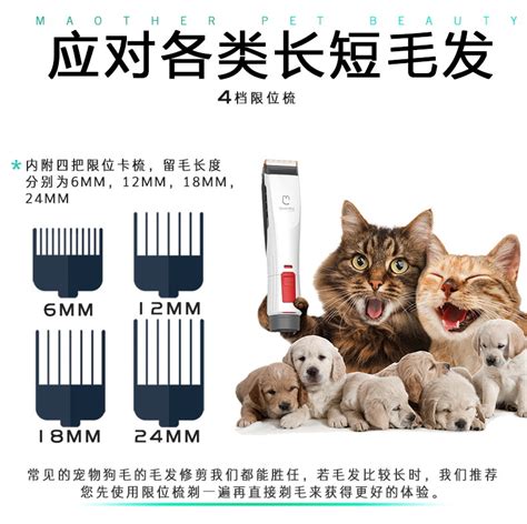 宠物店给狗狗剪毛会不会给喂药-第1张图片-彩蝶百科 宠物店给狗狗剪毛会不会给喂药-第1张图片-彩蝶百科
