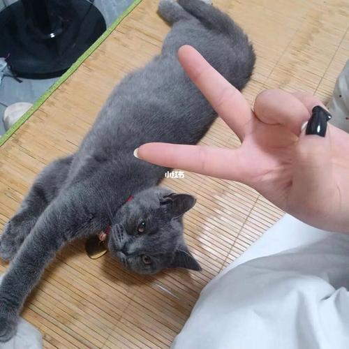 宜春领养宠物猫咪指南-第1张图片-彩蝶百科