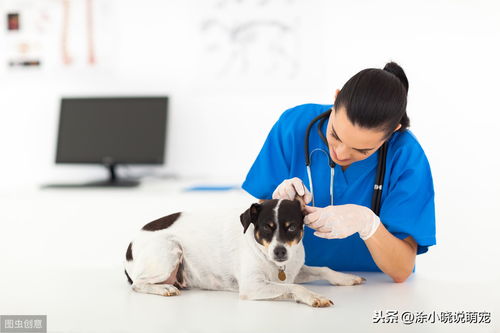 宠物疾病预防措施-第1张图片-彩蝶百科 宠物疾病预防措施-第1张图片-彩蝶百科