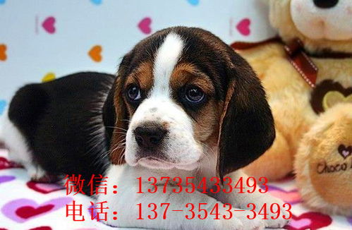 宠物狗狗出售-第1张图片-彩蝶百科 宠物狗狗出售-第1张图片-彩蝶百科