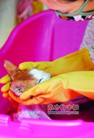 高阳宠物安葬园在哪里-第1张图片-彩蝶百科