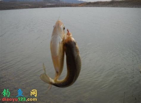 鲫鱼一般在哪里钓-第1张图片-彩蝶百科 鲫鱼一般在哪里钓-第1张图片-彩蝶百科
